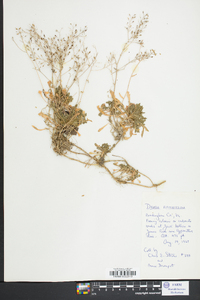 Draba ramosissima image