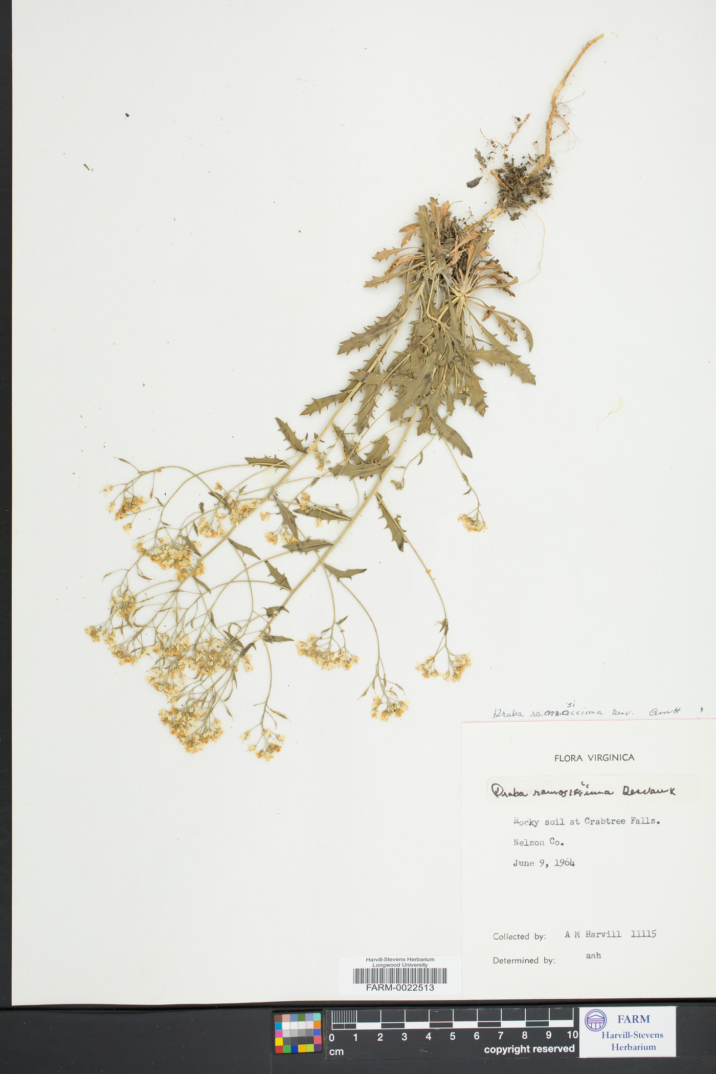Draba ramosissima image