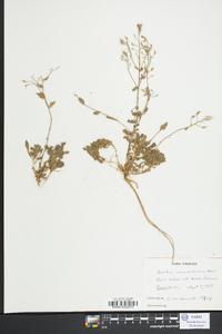 Draba ramosissima image