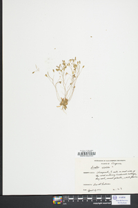 Draba verna image