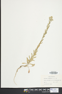 Lepidium campestre image