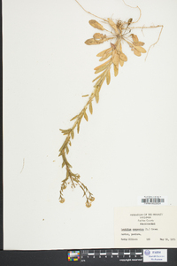 Lepidium campestre image