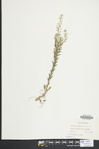 Lepidium campestre image