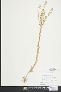 Lepidium campestre image