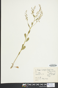 Rorippa sessiliflora image