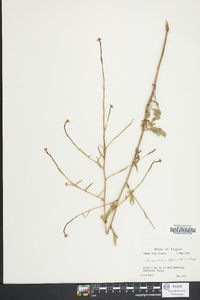 Sisymbrium officinale image