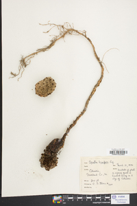 Opuntia ficus-indica image