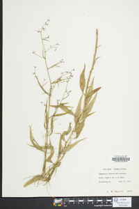 Campanulastrum americanum image