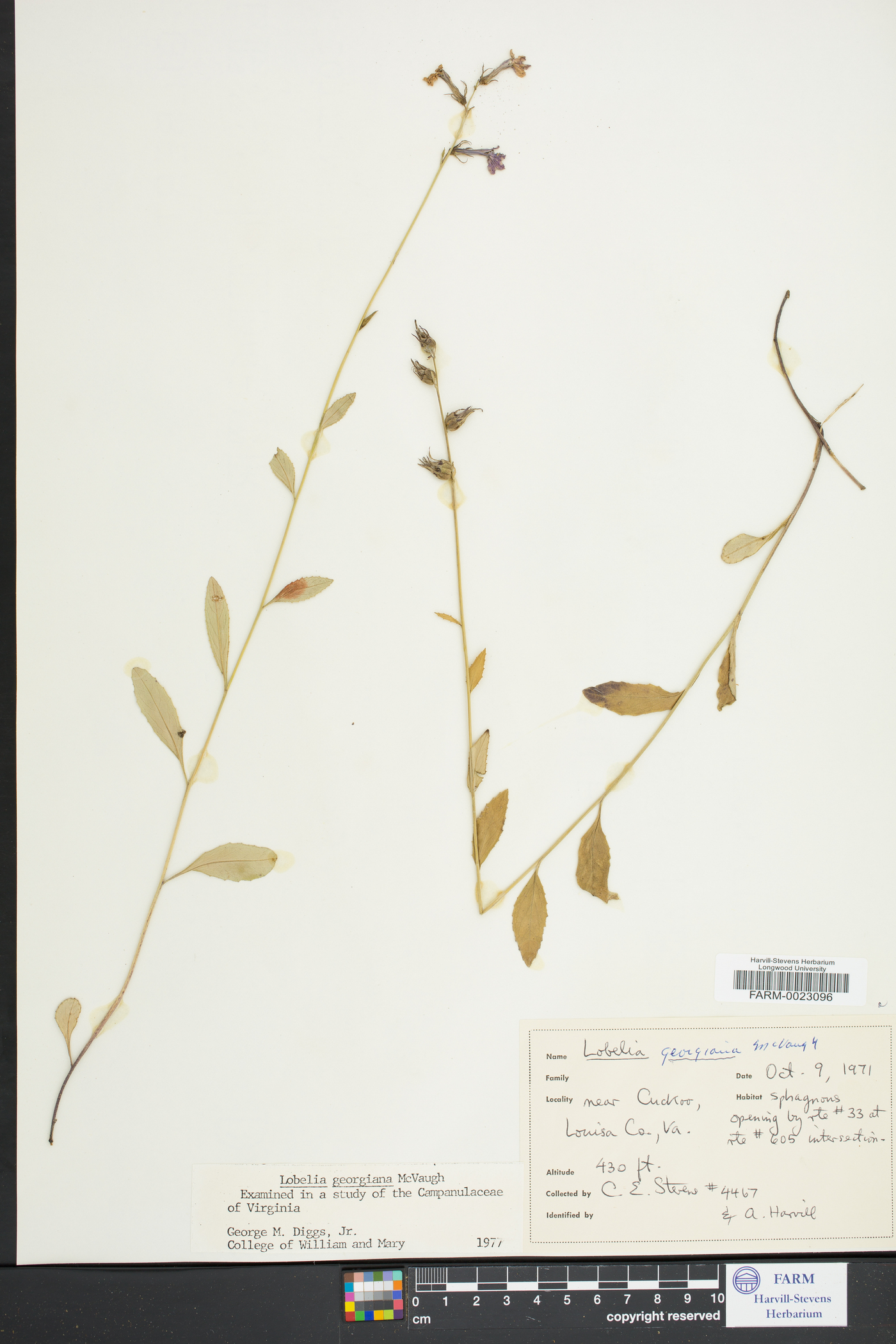 Lobelia georgiana image