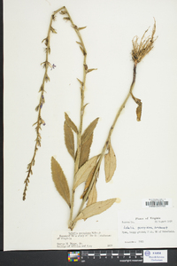 Lobelia georgiana image