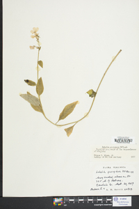 Lobelia georgiana image