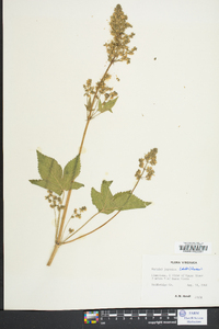 Humulus japonicus image