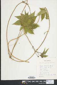 Humulus japonicus image