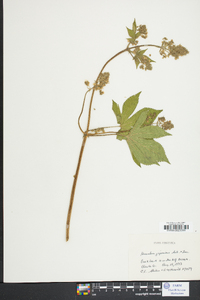 Humulus japonicus image