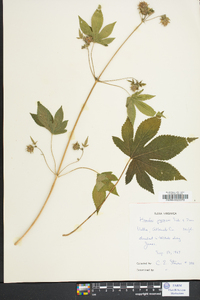 Humulus japonicus image