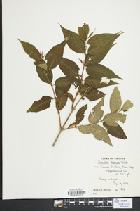 Diervilla lonicera image