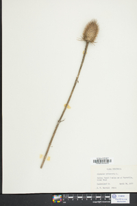 Dipsacus fullonum image