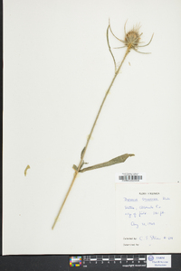 Dipsacus fullonum image