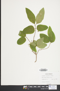 Lonicera canadensis image