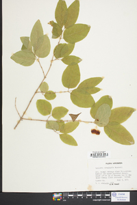 Lonicera canadensis image