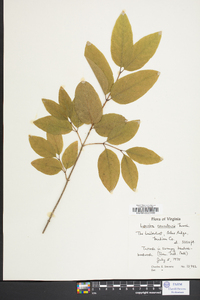 Lonicera canadensis image