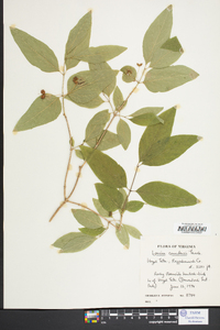 Lonicera canadensis image