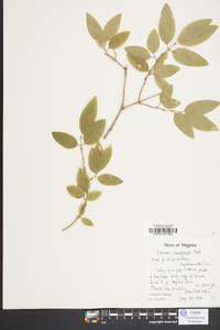 Lonicera canadensis image