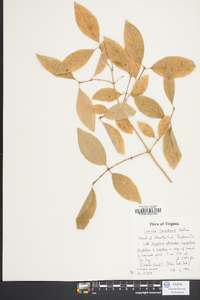 Lonicera canadensis image