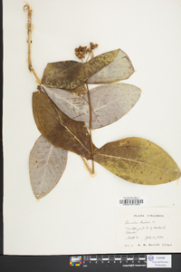 Lonicera dioica image