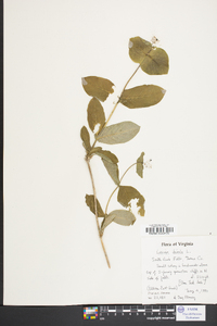 Lonicera dioica image