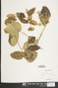 Lonicera dioica image