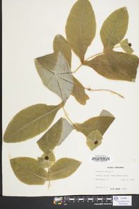 Lonicera dioica image