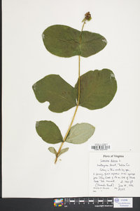 Lonicera dioica image