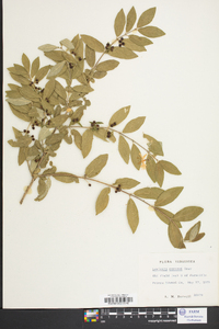 Lonicera morrowii image