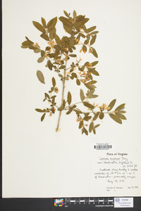 Lonicera morrowii image