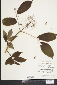 Sambucus racemosa subsp. racemosa image