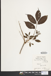Sambucus racemosa subsp. racemosa image