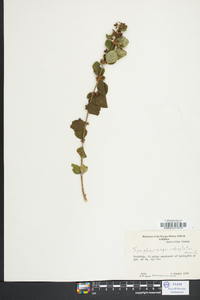 Symphoricarpos orbiculatus image