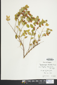 Symphoricarpos orbiculatus image