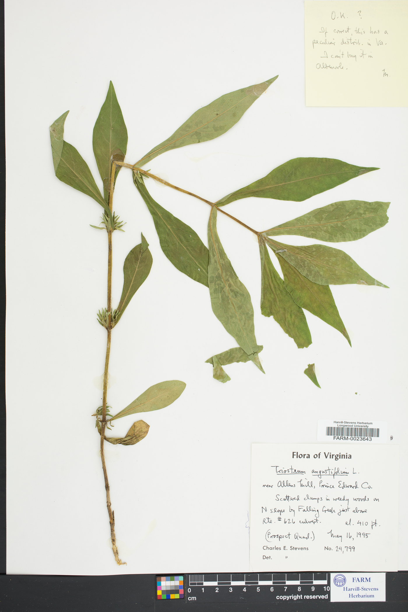 Triosteum angustifolium image