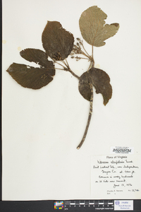 Viburnum lantanoides image