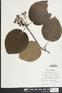 Viburnum lantanoides image