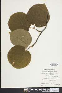 Viburnum lantanoides image