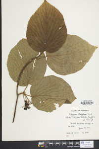 Viburnum lantanoides image