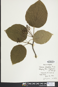 Viburnum lantanoides image