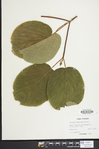 Viburnum lantanoides image