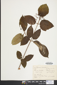 Viburnum cassinoides image