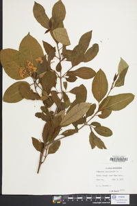 Viburnum cassinoides image
