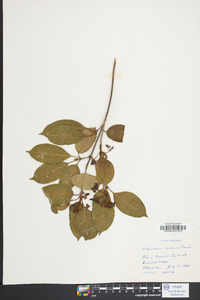 Viburnum cassinoides image