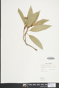 Viburnum cassinoides image